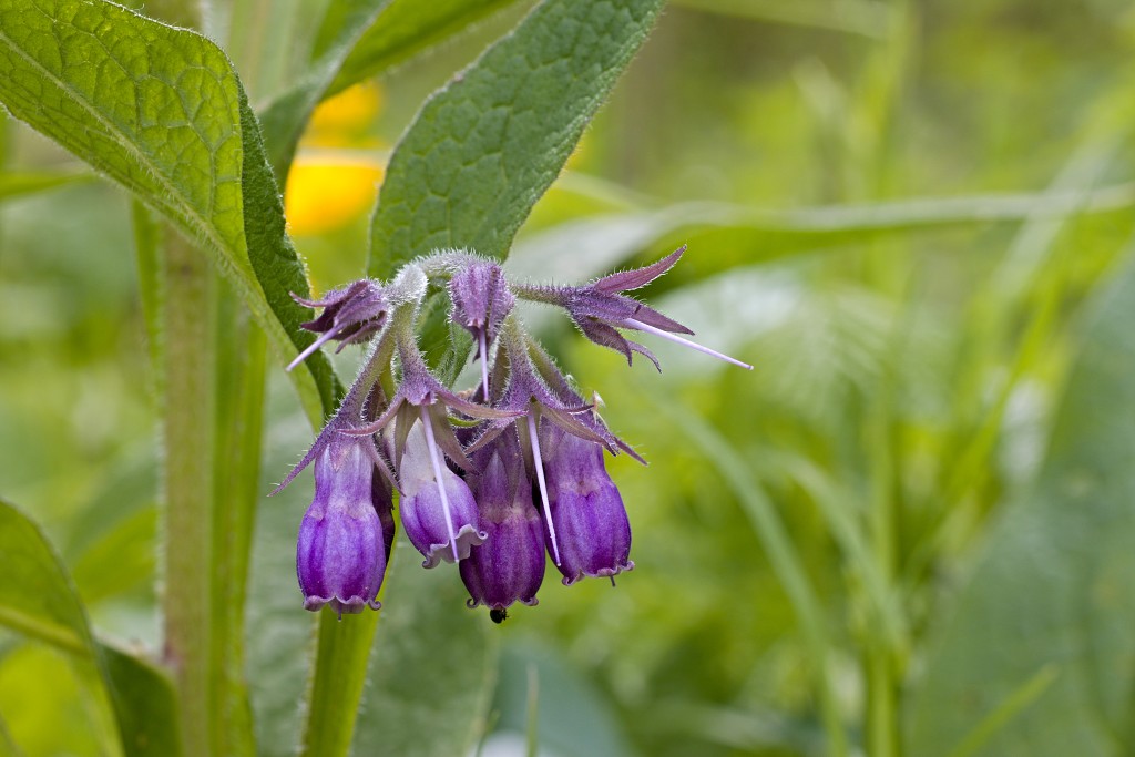 brabant biesbosch biesbos nationaal park natuurgebied natuur bevers eendenkooi rondvaart recreatie